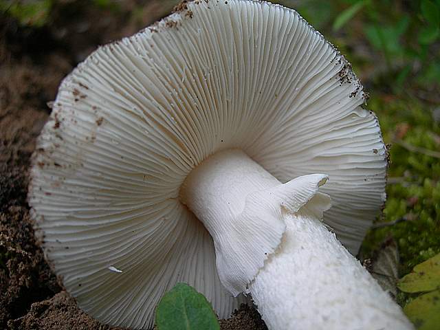 Amanita spec. Cod.: 8509-08